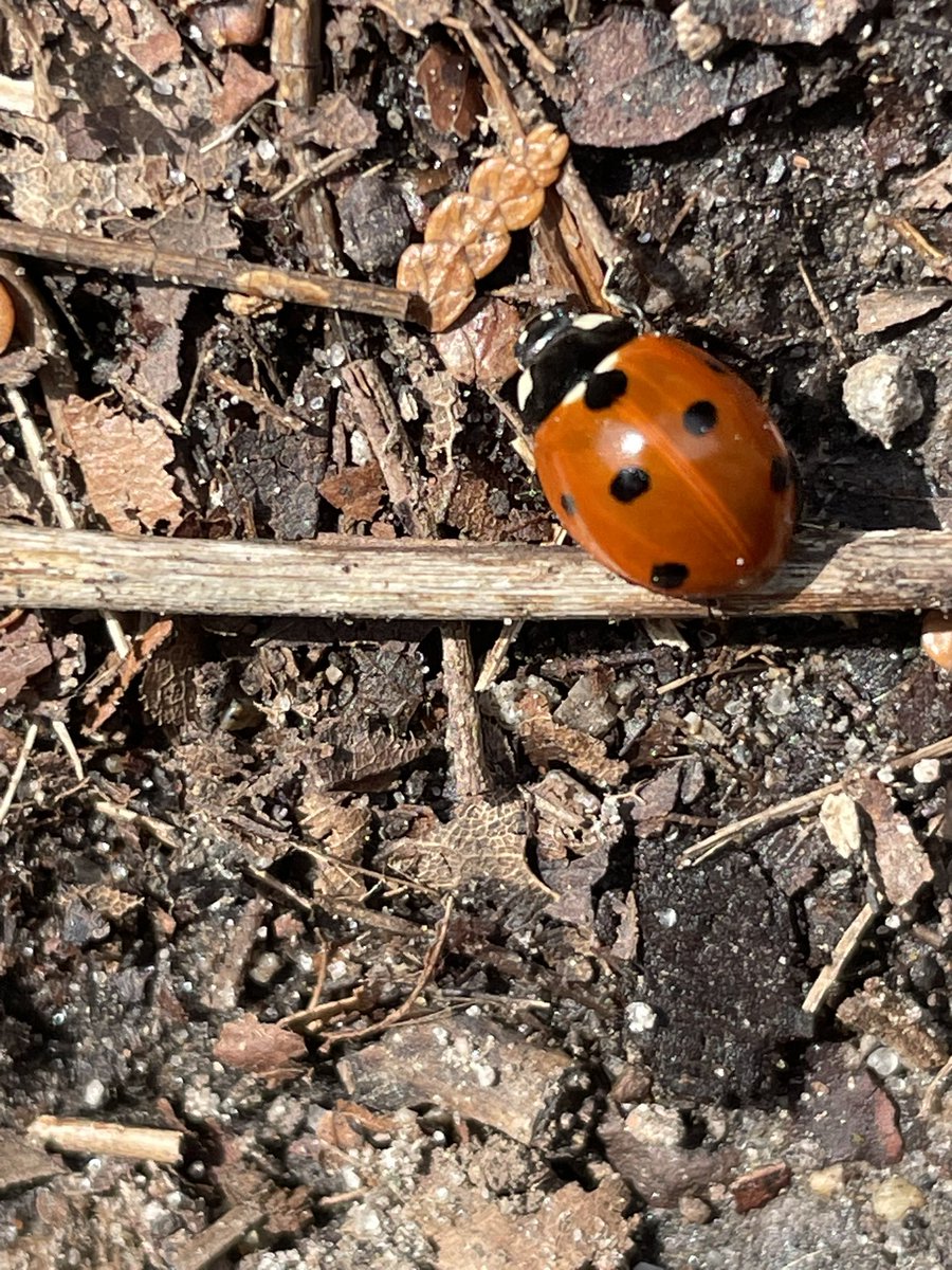 𝒜𝒸𝓉𝒾𝒶𝓈 𝐿𝓊𝓃𝒶 ཐི༏ཋྀ󠀮 tweet media