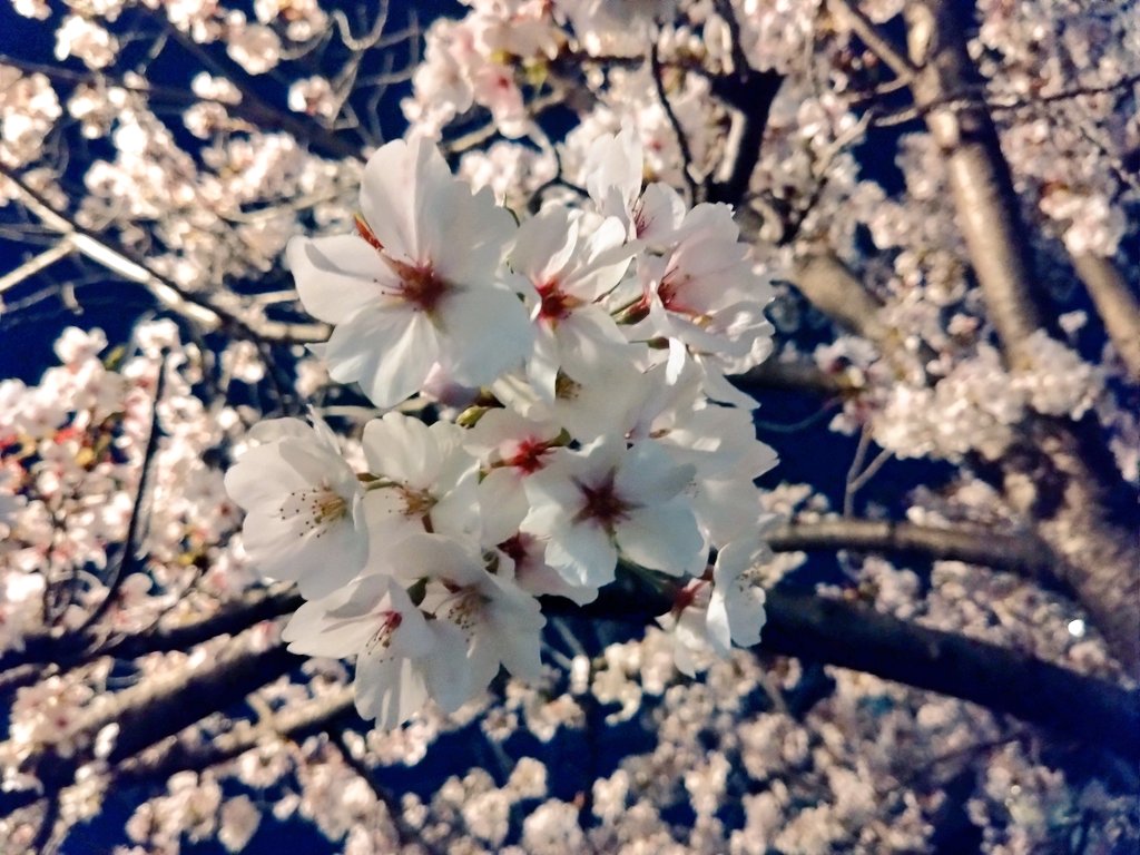 夜中の花見🌸桜見て、公園ではしゃいで砂場で足取られてコケて。家族行事みたいに恒例になってきた桜花見、今年も楽しかった。