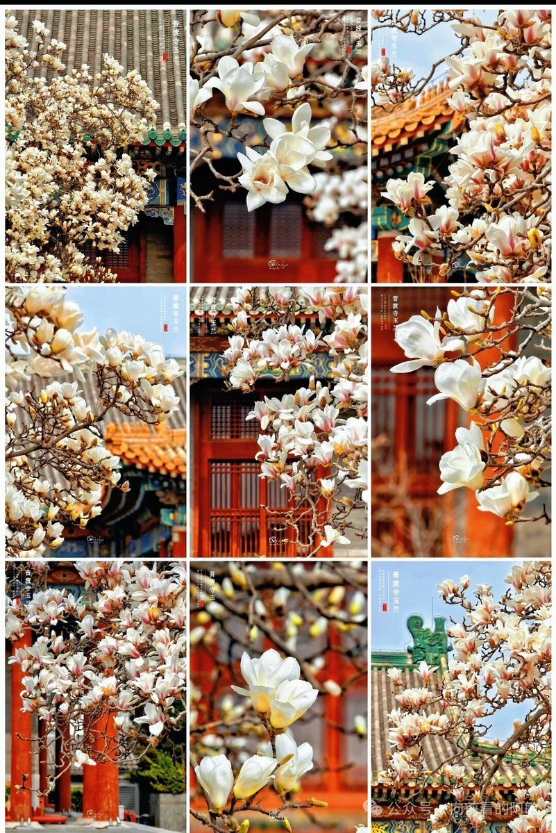 爱生活（互关） tweet media