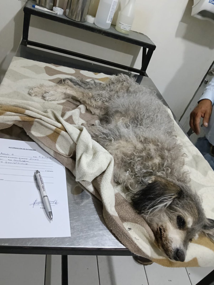 Patty 🐾❤️ tweet media