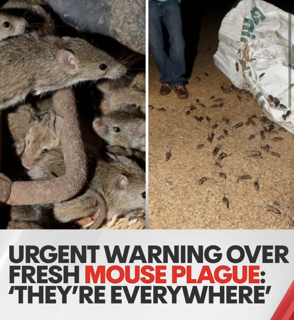 Lozzy B 🇦🇺𝕏 tweet media