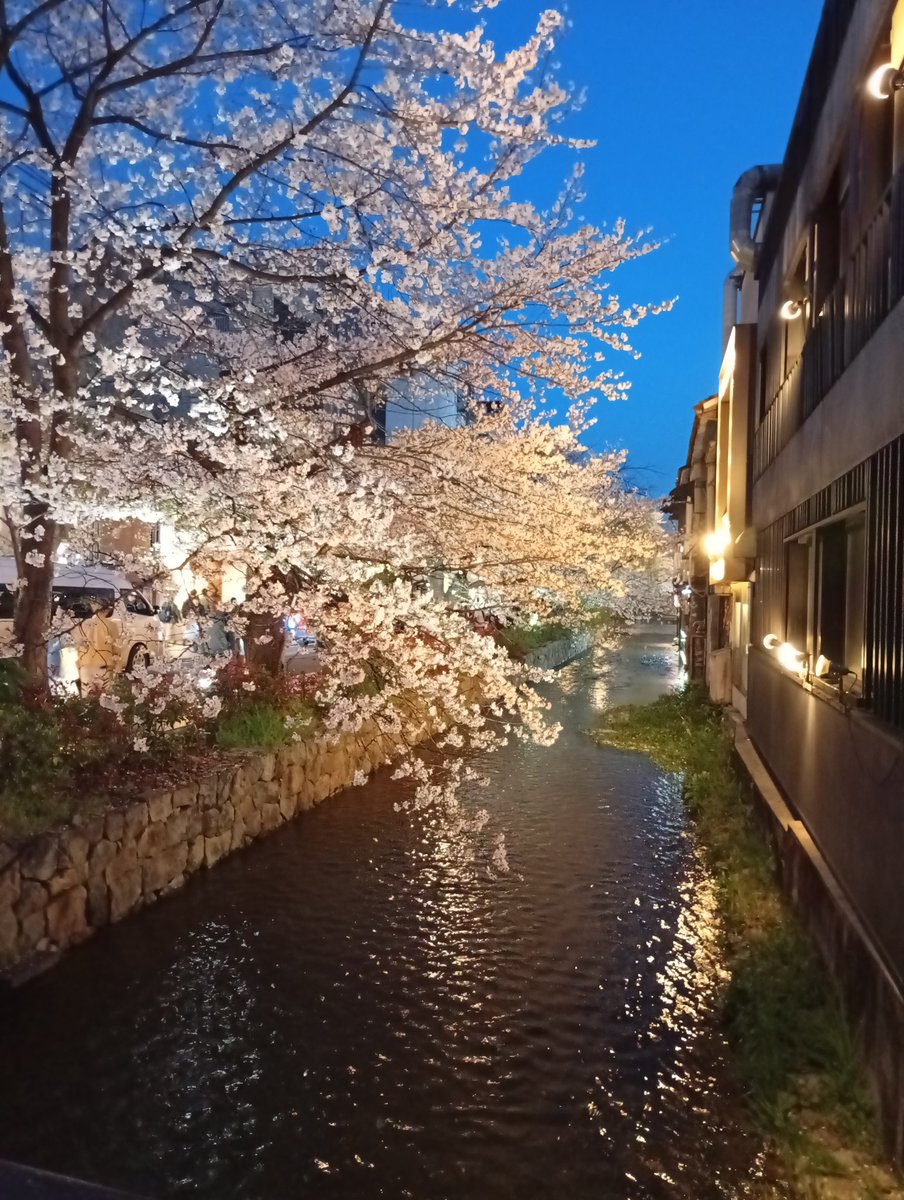 京都弁VTuber瀬名あいみ🐟 tweet media