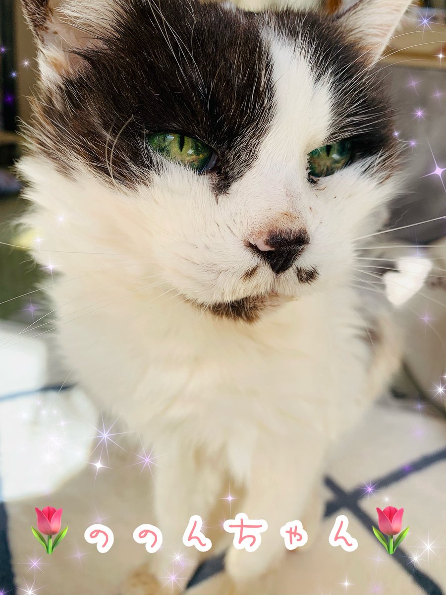 ちーたん tweet media