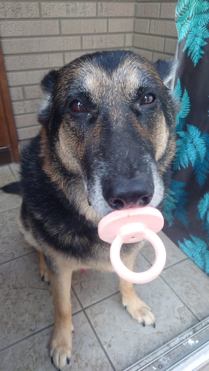 Lucky 🐾 tweet media