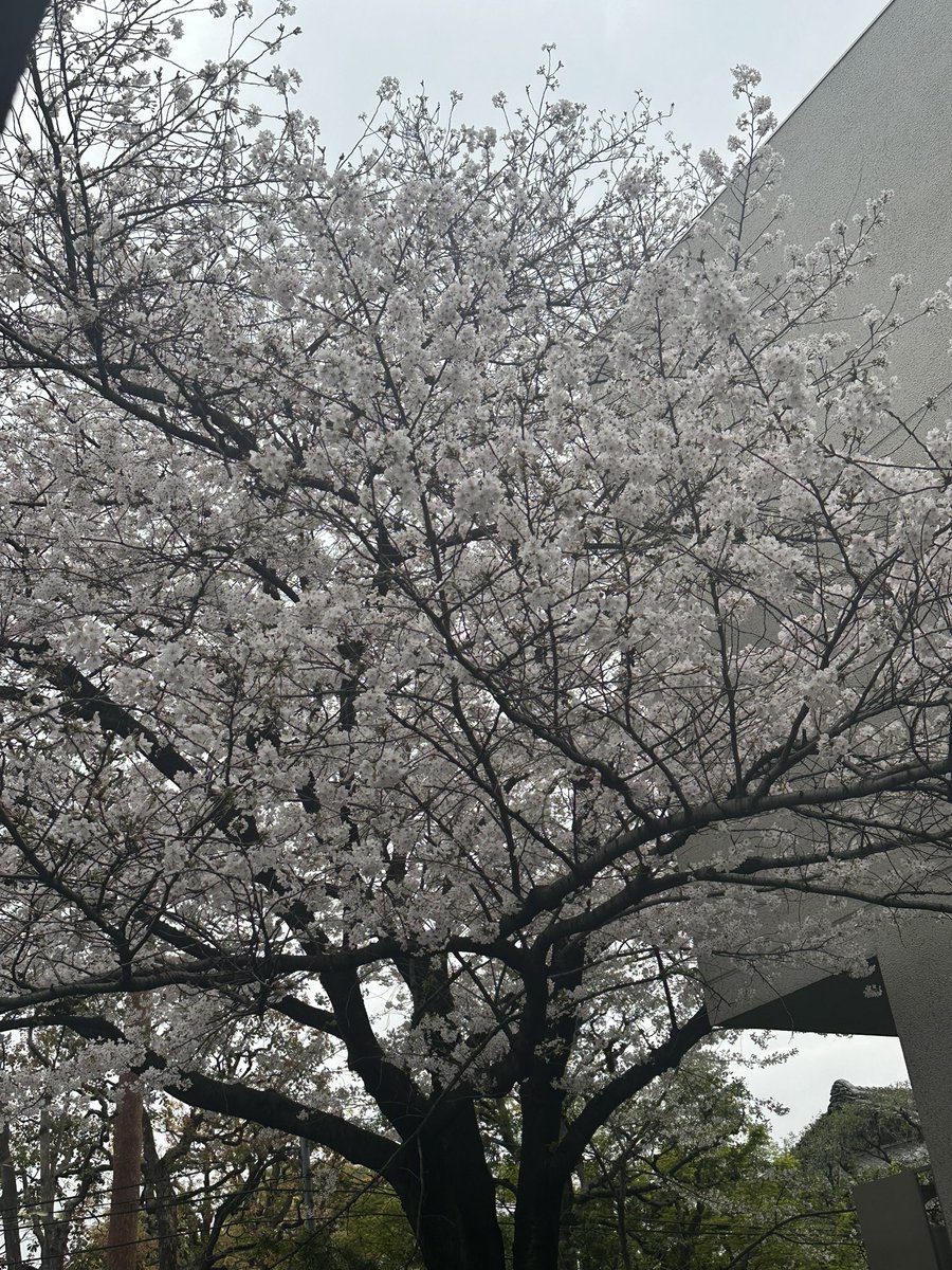 ぼりりん🗝♠︎ tweet media