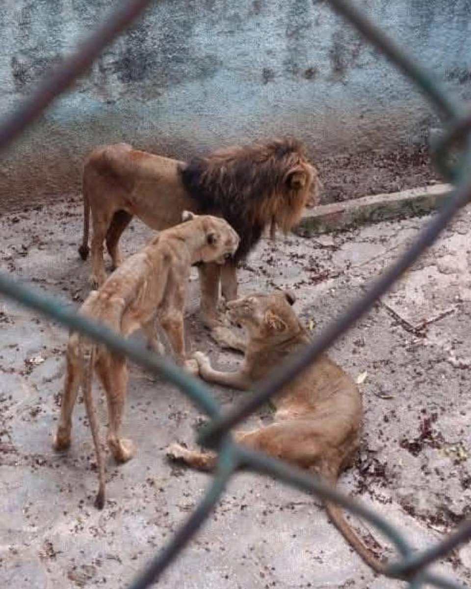 Cristian Crespo F. 🇨🇺 tweet media