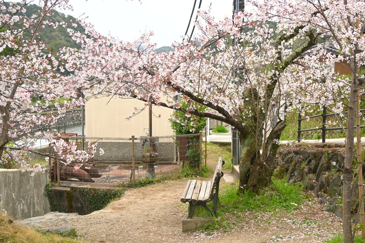 コイ太郎 tweet media