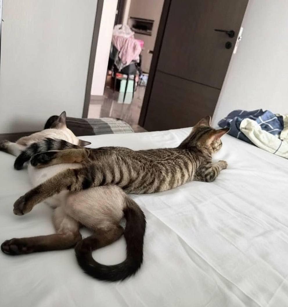 Bichinhos fofinhos pra quem ta cansado tweet media