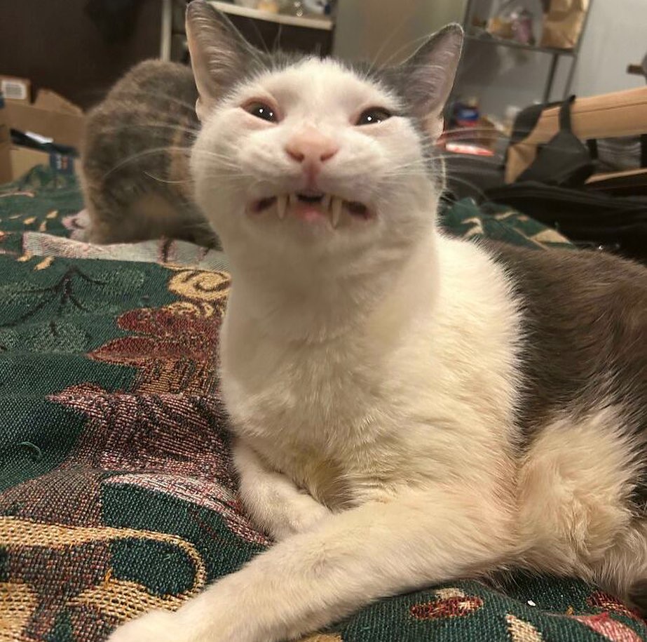 Punch Cat tweet media