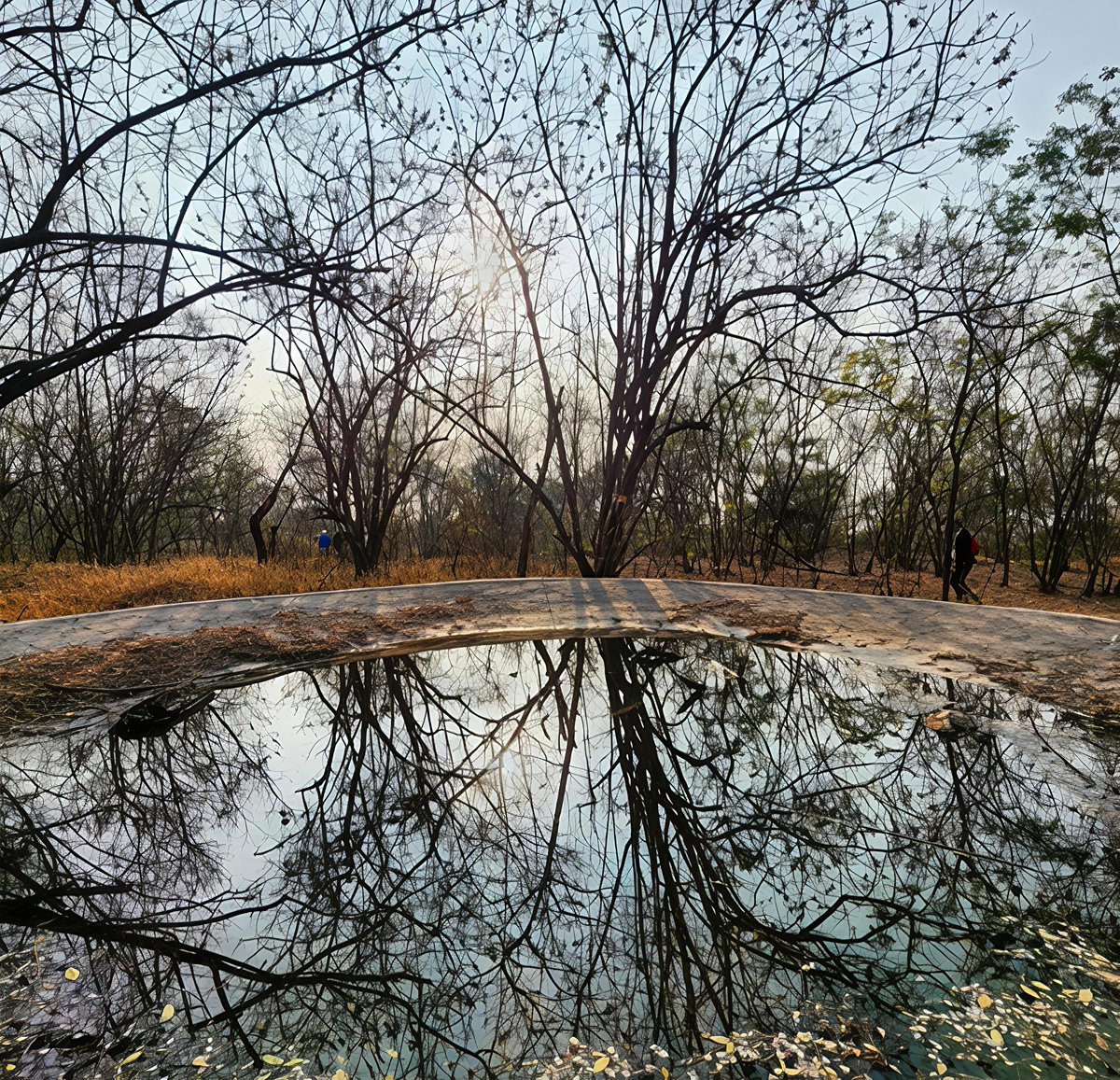 ahujasun's tweet image. Two worlds… one above, one below.
Nature quietly painting reflections while we rush past.
Sometimes, all it takes is a still moment to see everything clearly. 🌿✨
#Reflection #NaturePhotography #MorningVibes #PeacefulMoments #NatureLovers #Serenity #Photography 
#Nature