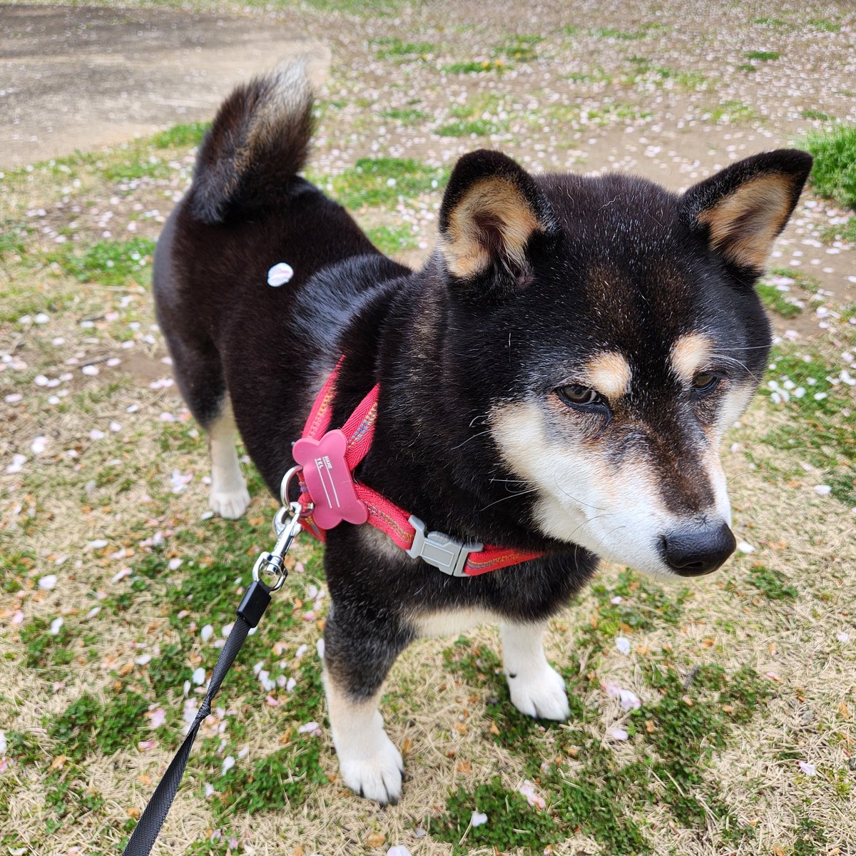 ドウラク@自由に生きるECセラー tweet media