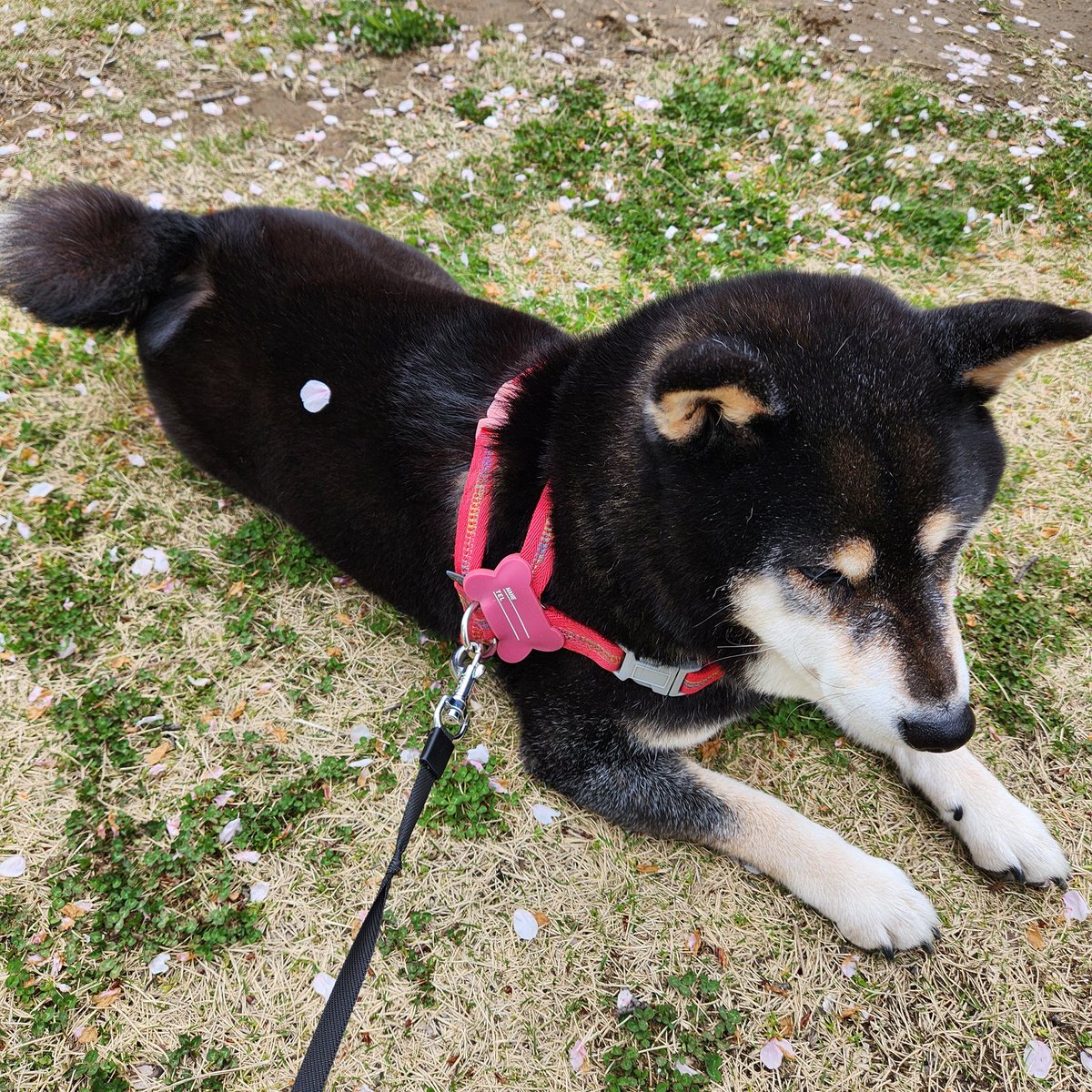 ドウラク@自由に生きるECセラー tweet media