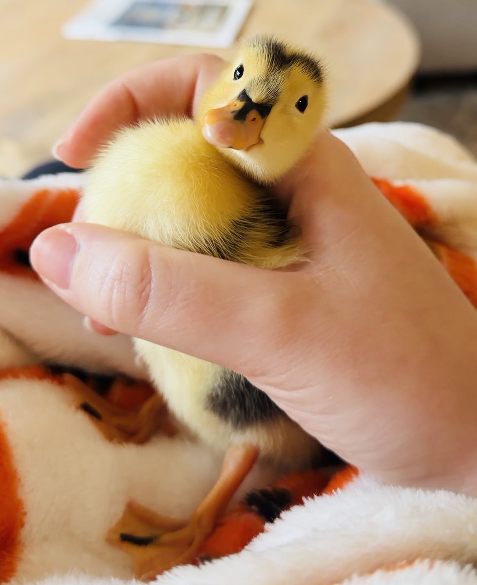 Dinky the Duckling tweet media