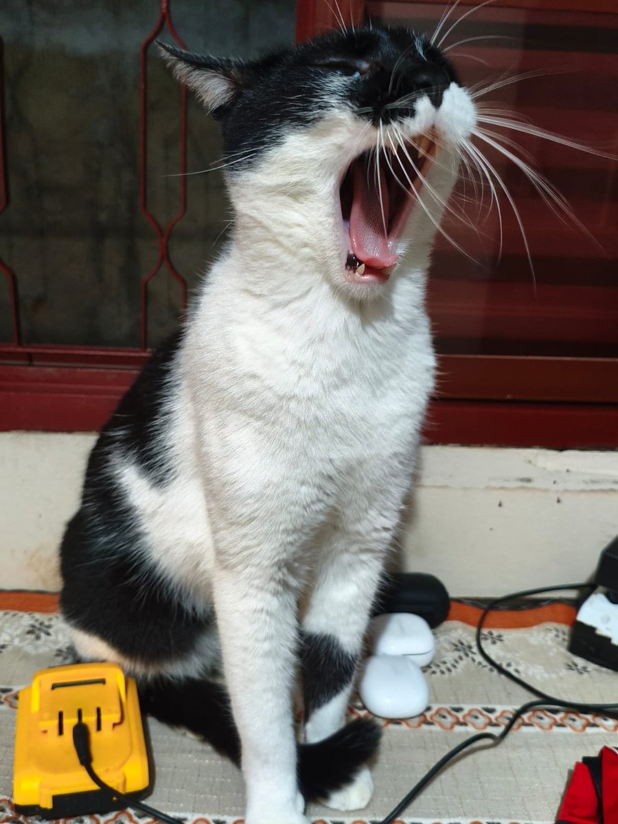 Meu gato em algum lugar aleatório tweet media