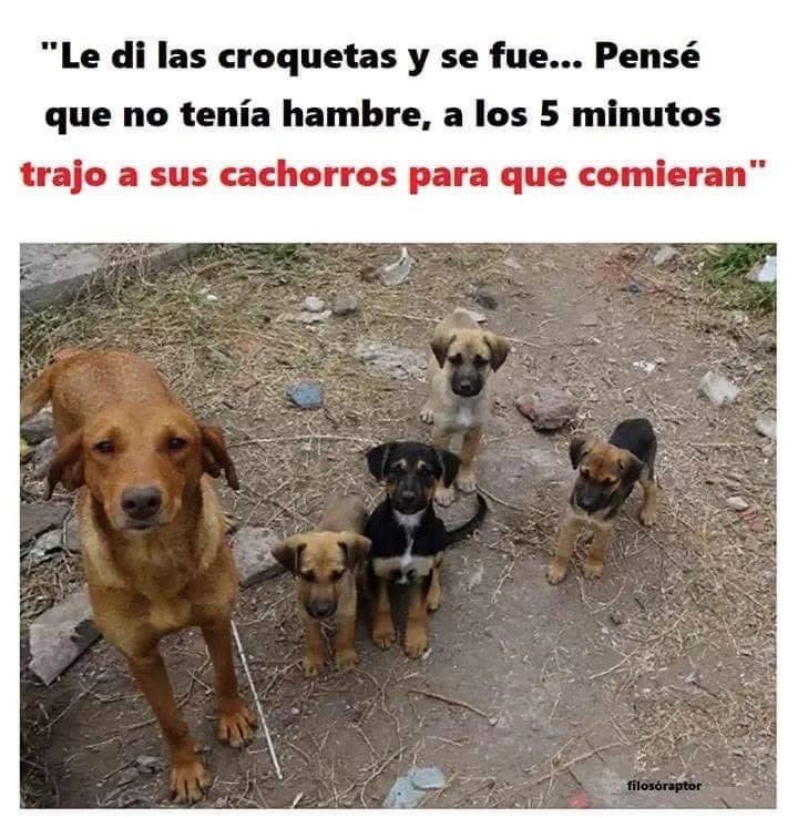 Mundo de Bigotes tweet media