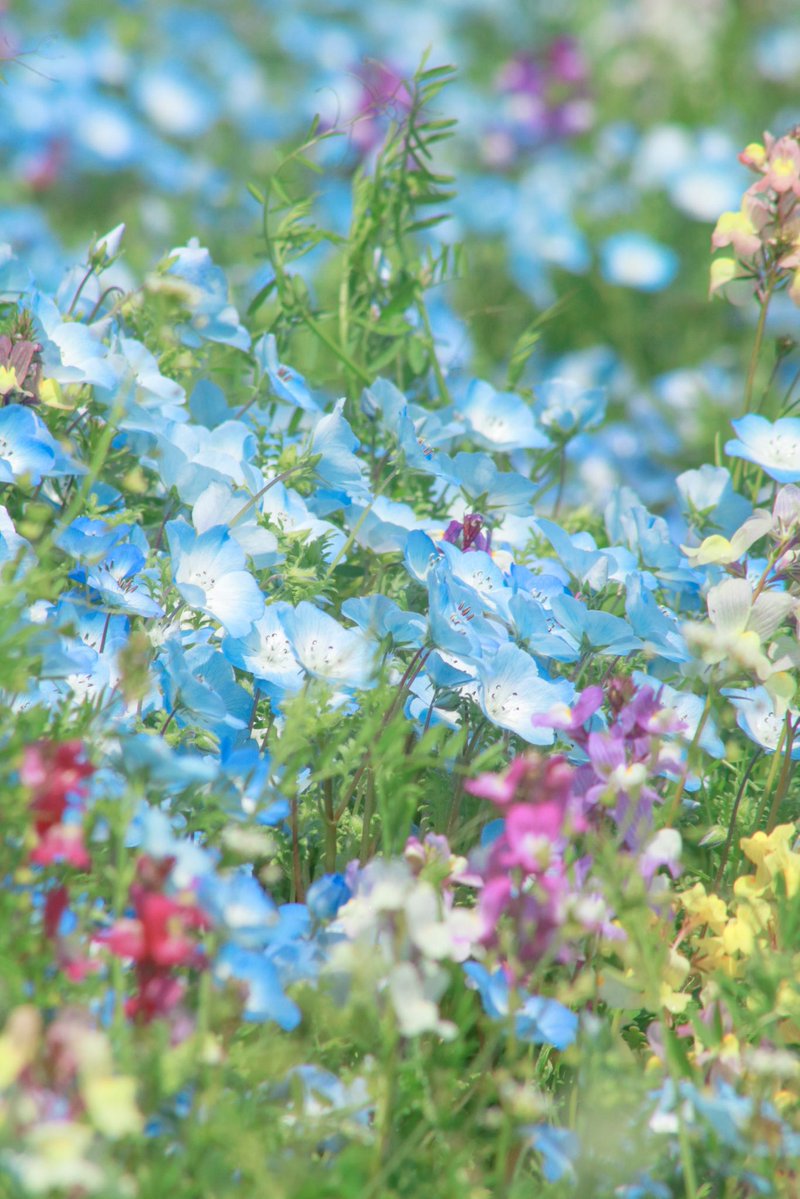 カラフル写真家Ayane.💐 tweet media