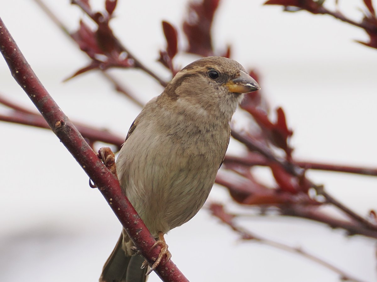 mawgdn's tweet image. Is it too much to ask? A little photo session for all the food that is being served? Lady House #Sparrow in Crabapple tree in my #backyard #SparrowSunday #birdwatching 04/03/26