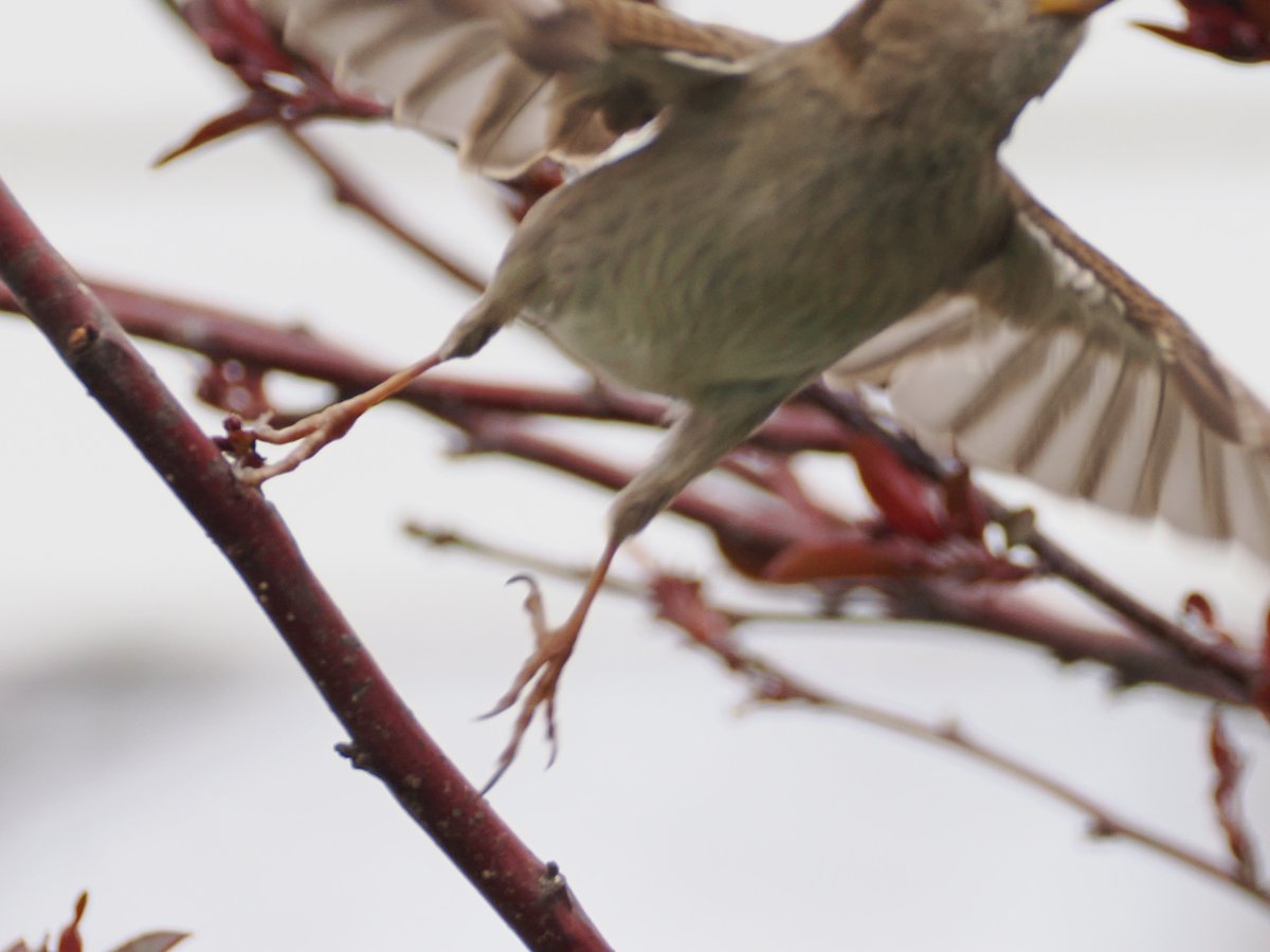 mawgdn's tweet image. Is it too much to ask? A little photo session for all the food that is being served? Lady House #Sparrow in Crabapple tree in my #backyard #SparrowSunday #birdwatching 04/03/26