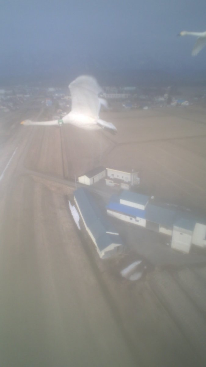 スワンプロジェクト tweet media