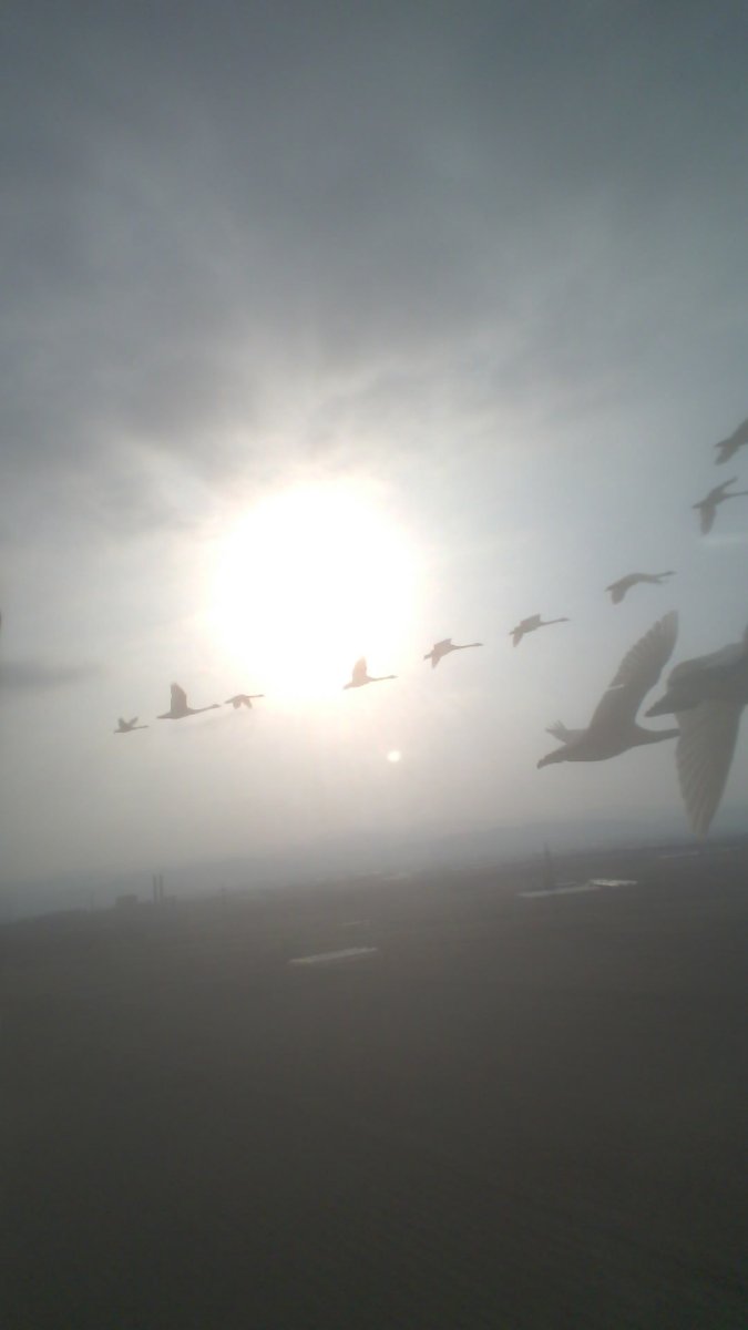 スワンプロジェクト tweet media