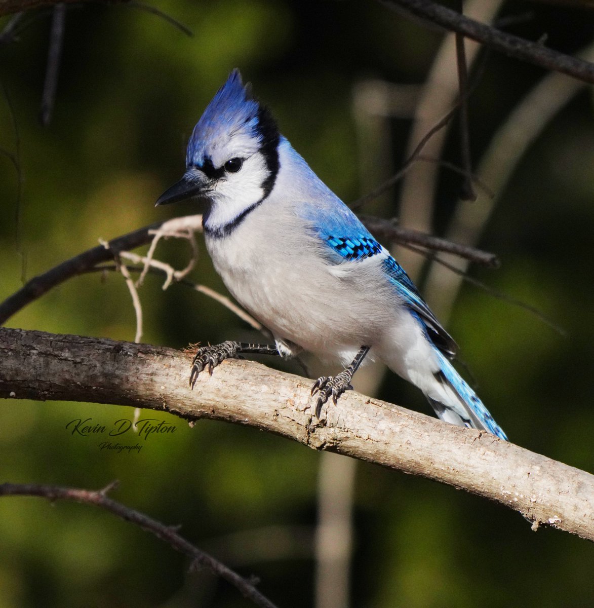 Capt KEVman!!! tweet media