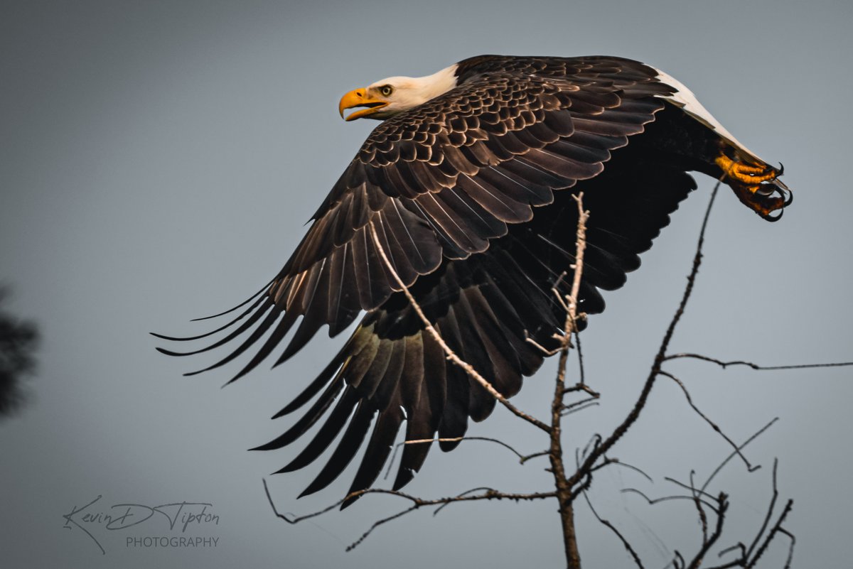 Capt KEVman!!! tweet media