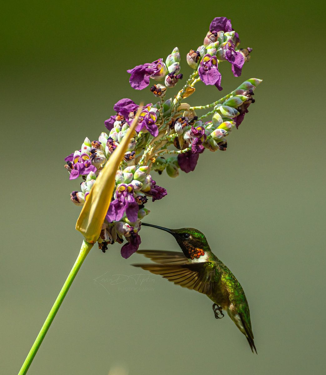 Capt KEVman!!! tweet media