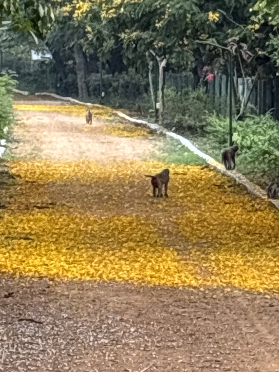 Mohan Pargaien IFS🇮🇳 tweet media