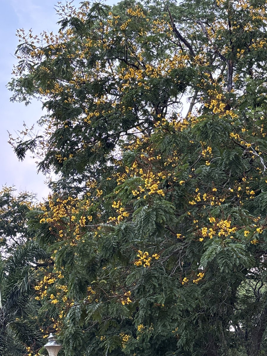 Mohan Pargaien IFS🇮🇳 tweet media