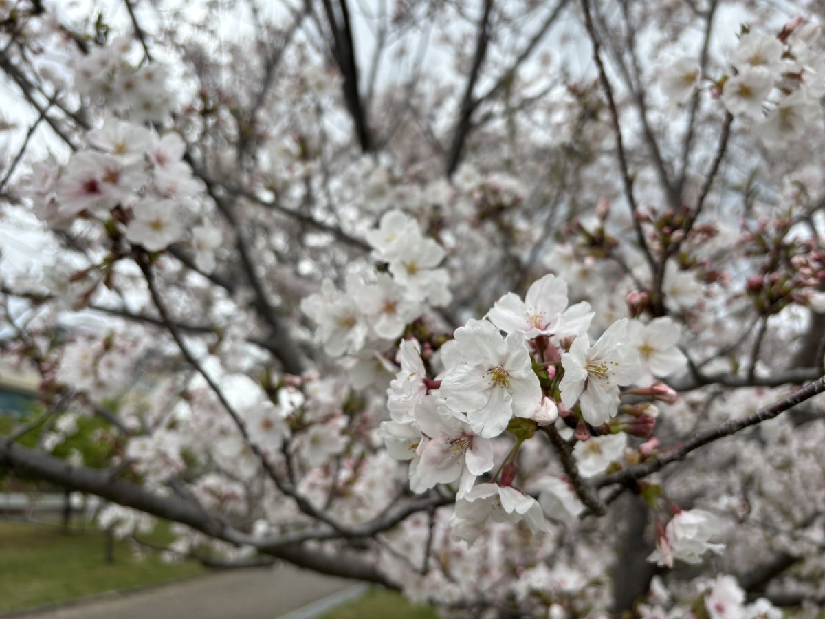 ensoniq_mr76806's tweet photo. 雨が降り出す前に間に合った #おりたたぶ #doveplus https://t.co/Nq8NaWiYY4