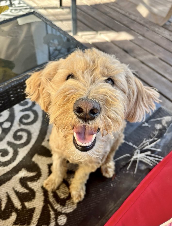 Juno 🐶 tweet media