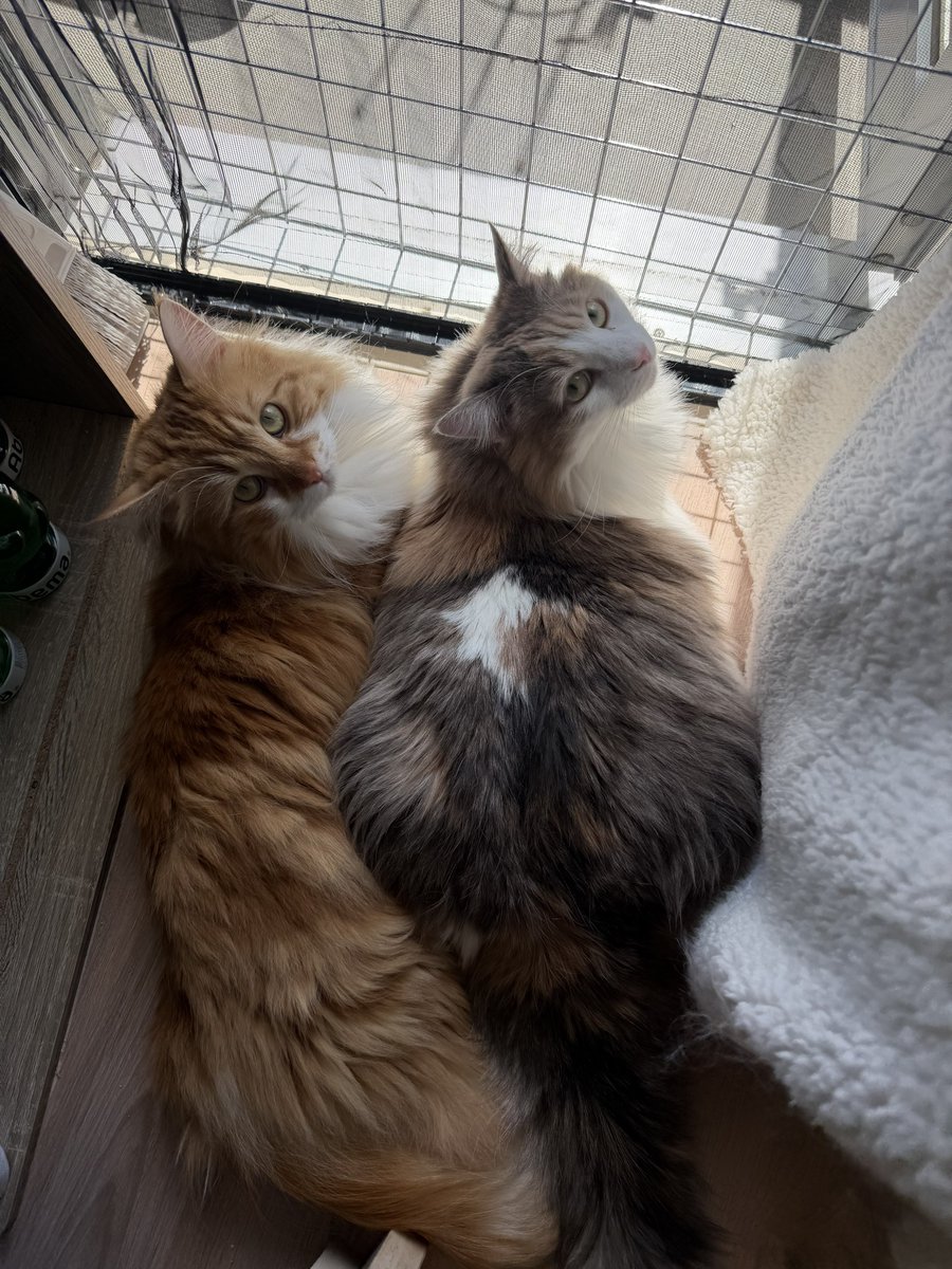 天羽結愛(あもうゆあ)🎅🏻 tweet media