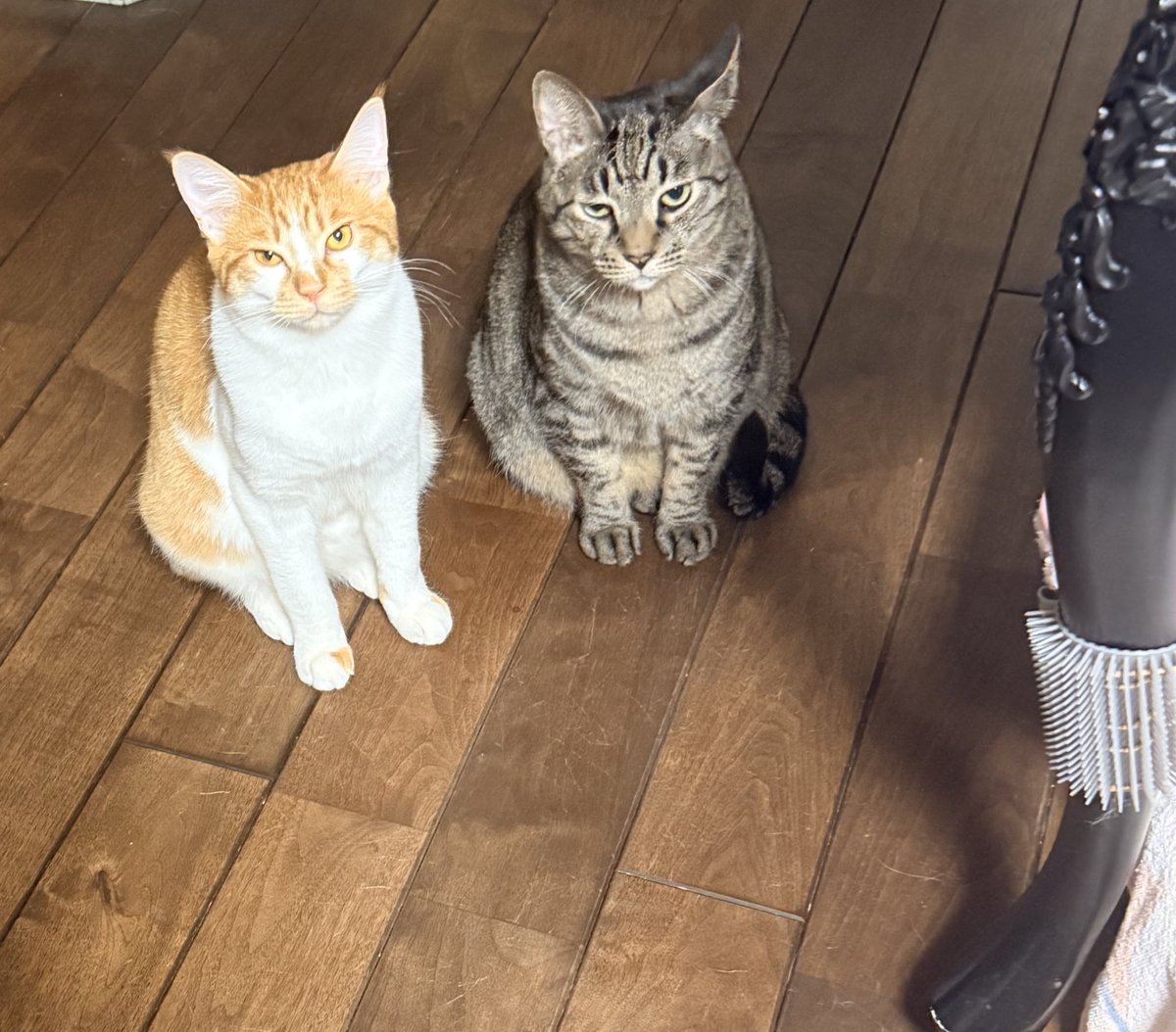 Ayako@NECOBEYA tweet media