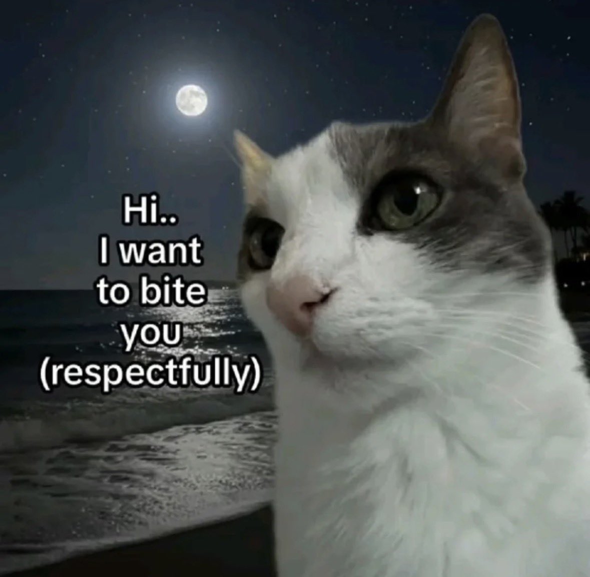 raccoon aesthetic. tweet media