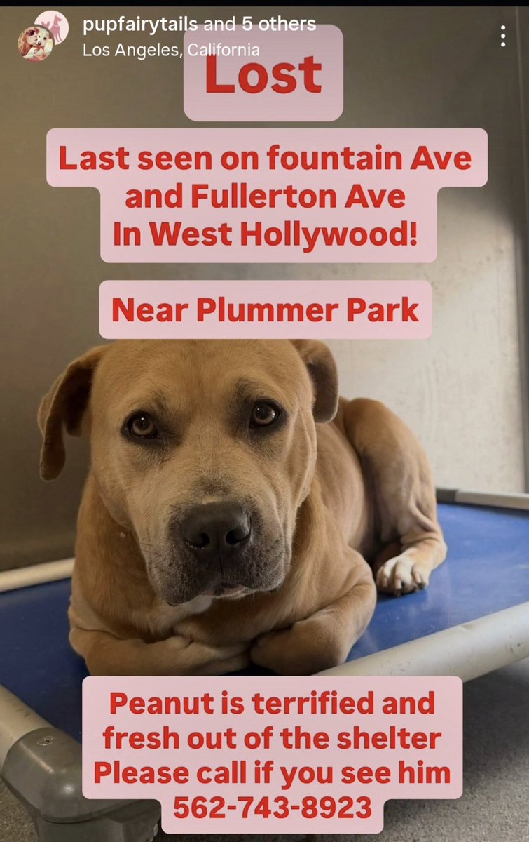 Maple 🐕 🎹 🎸 💙 tweet media