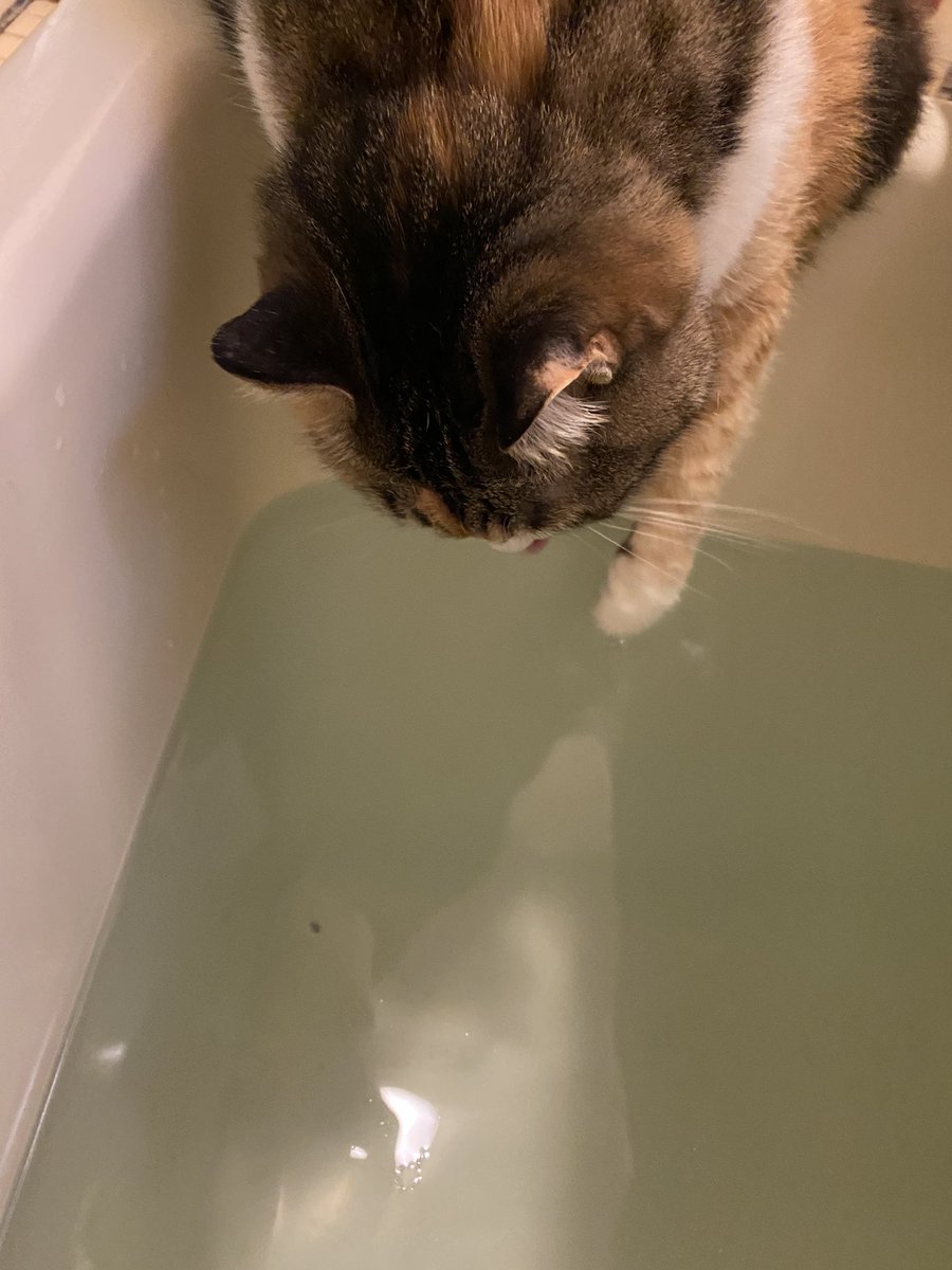 sono@is02101✴︎博物マニア4/11.12両日出展 tweet media