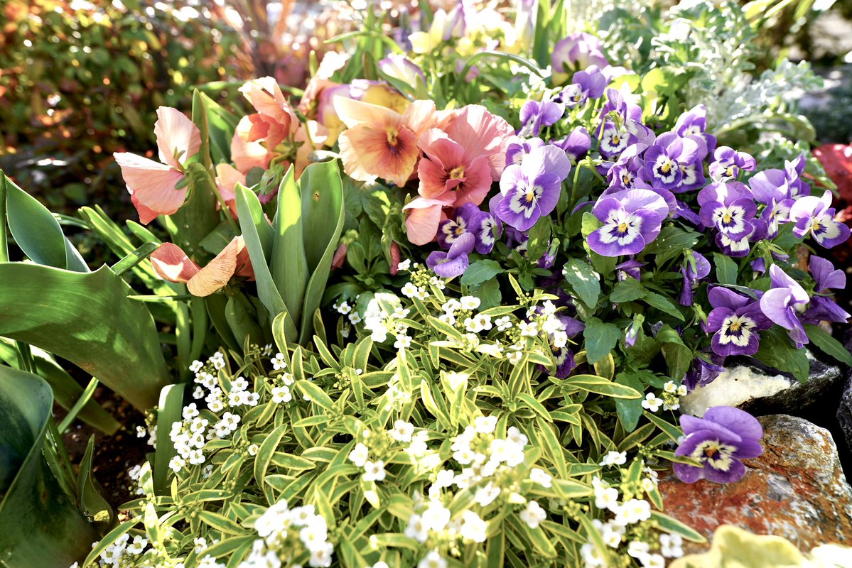 ヤンチャン(楊小溪)🐼『お家で絶品中華』発売中 tweet media