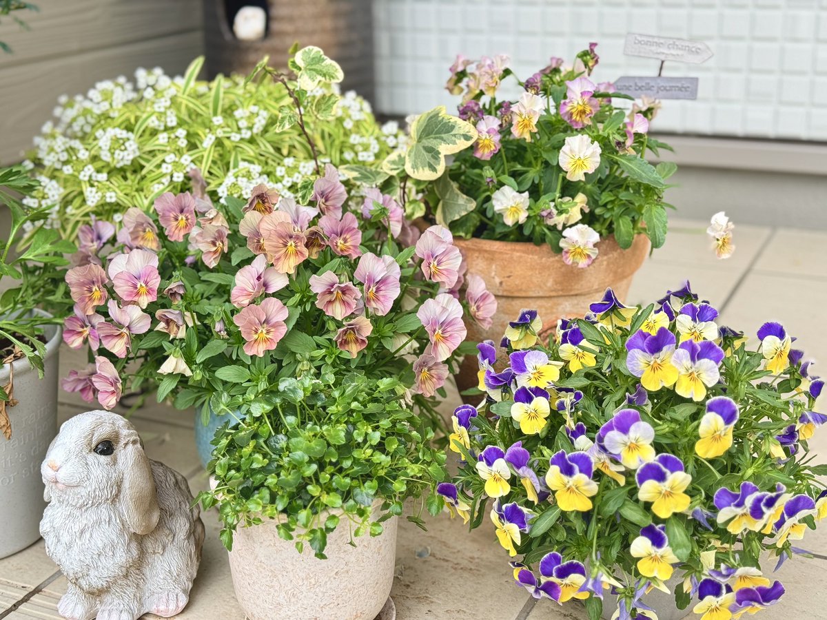 ヤンチャン(楊小溪)🐼『お家で絶品中華』発売中 tweet media