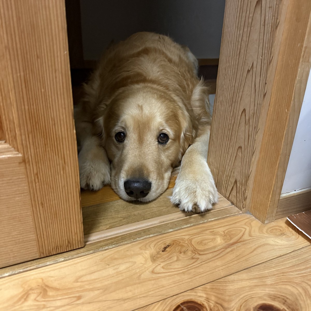 ふぉるて tweet media