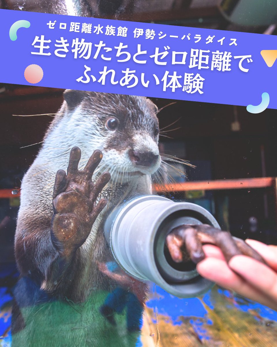 伊勢シーパラダイス【公式】 tweet media