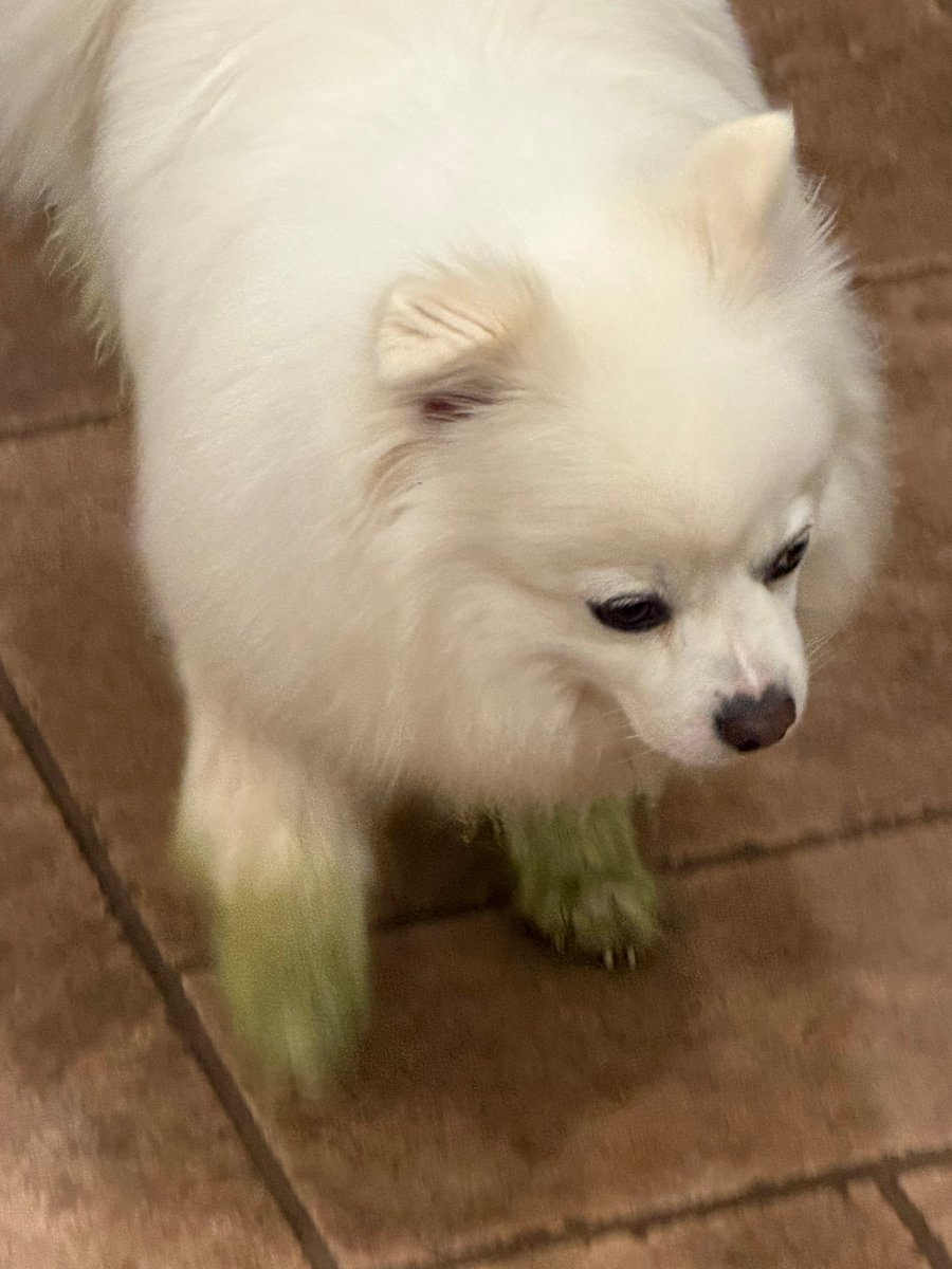 Corey J. Mahler tweet media