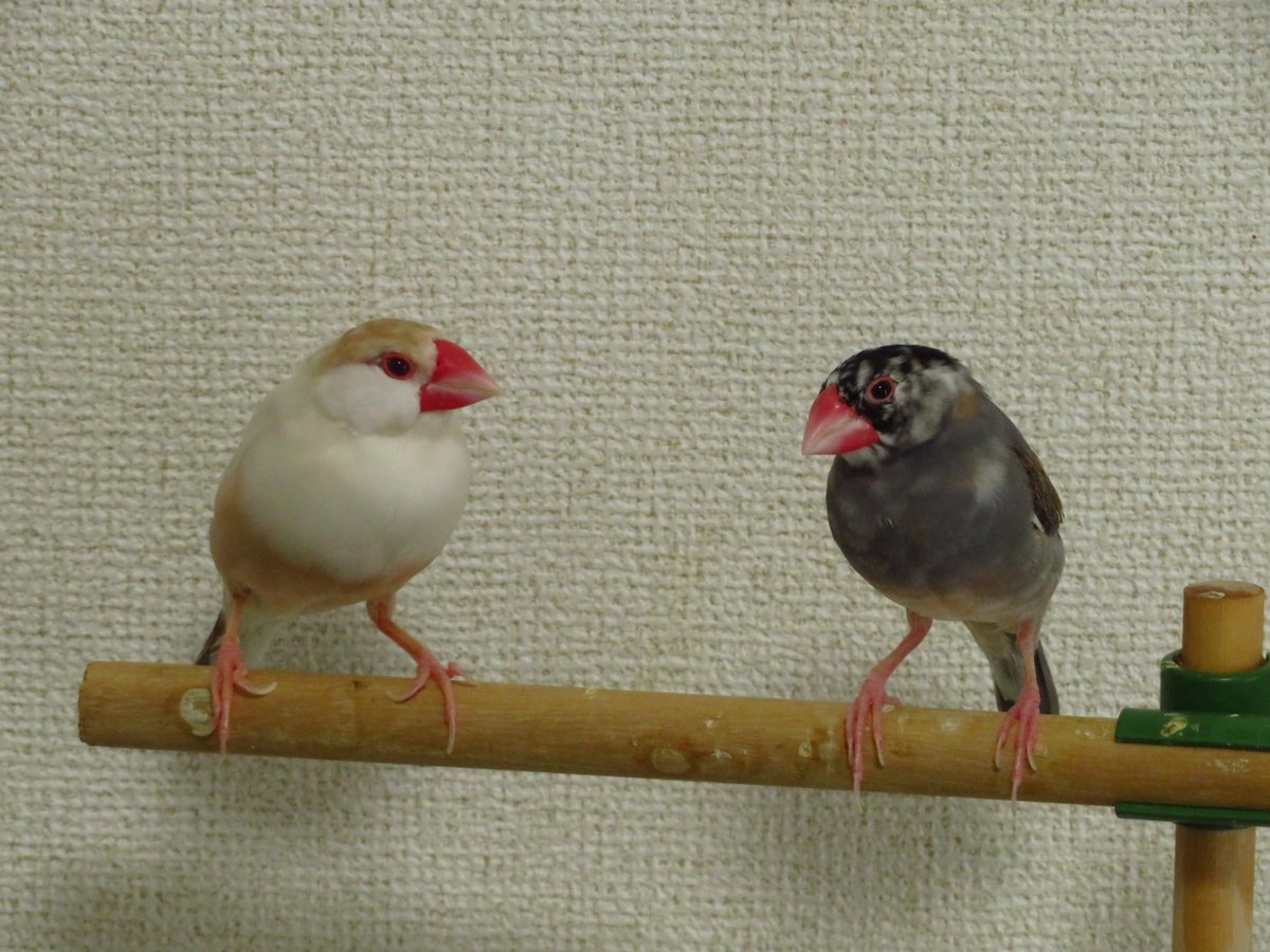 birdwatcherYT tweet media