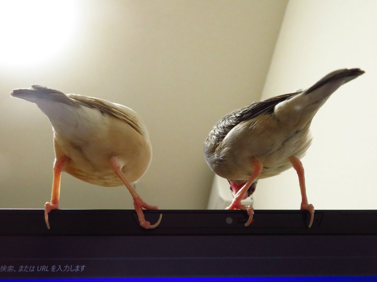 birdwatcherYT tweet media