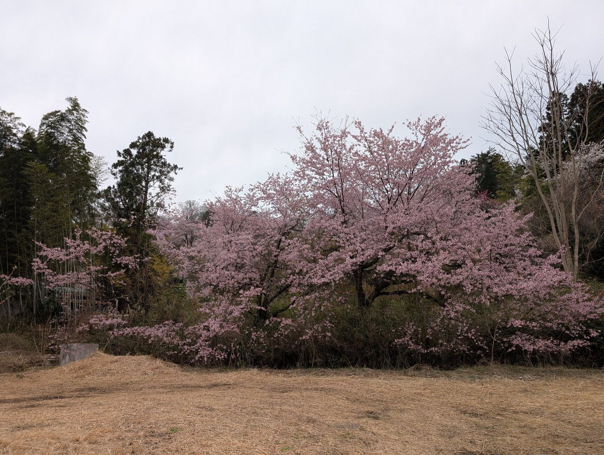 今日の花見山

今日は午後から雨予報なので、今お花見の方々が沢山来ています。
ほぼ満開に近いので明日はお花見にちょうどよいと思われます。
明日は是非花見山へ来てみて下さい。

＃きぼうの広場　＃花見山　＃福島市