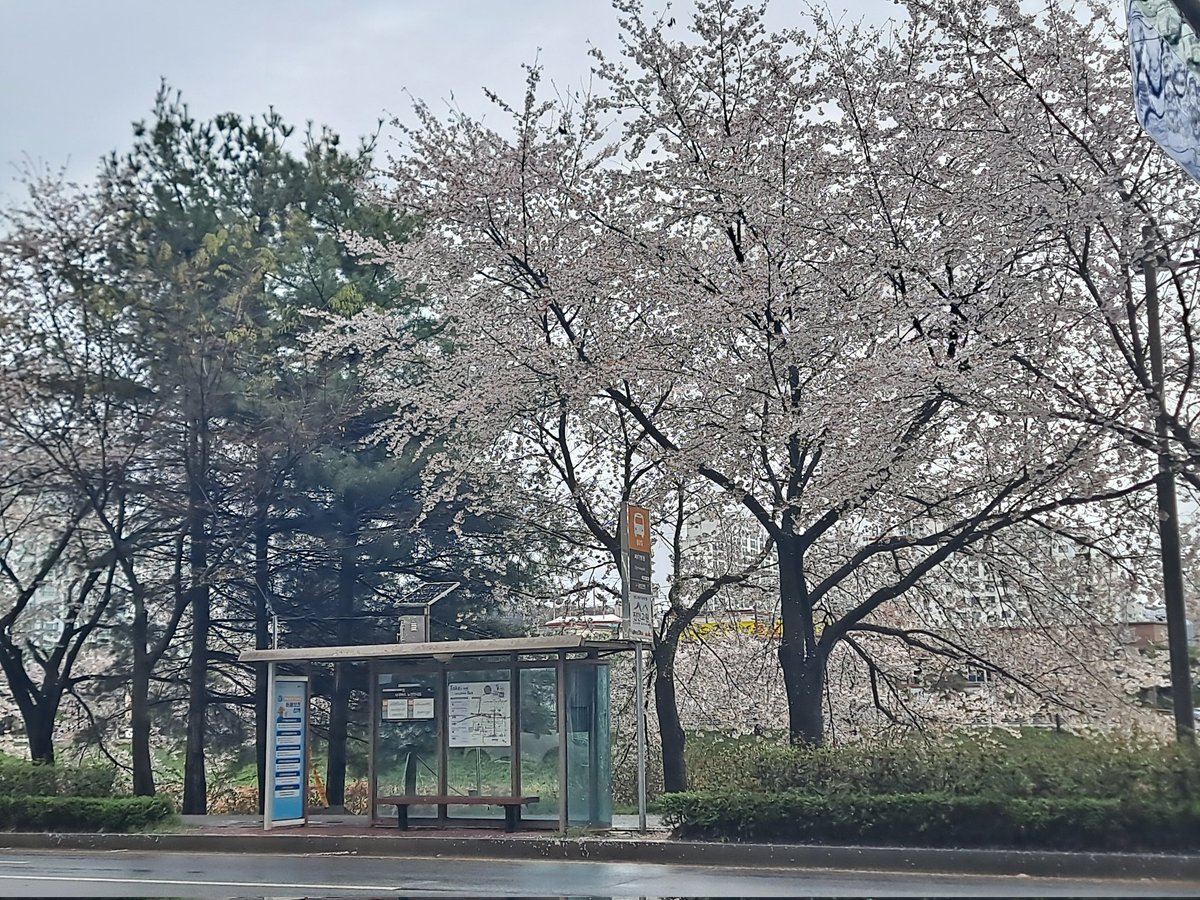 B_a_c_k_a's tweet photo. 멈추고 느끼고 찍으면 내게도 보내주라 

#2026봄 #벚꽃 https://t.co/I4DceRHnUJ