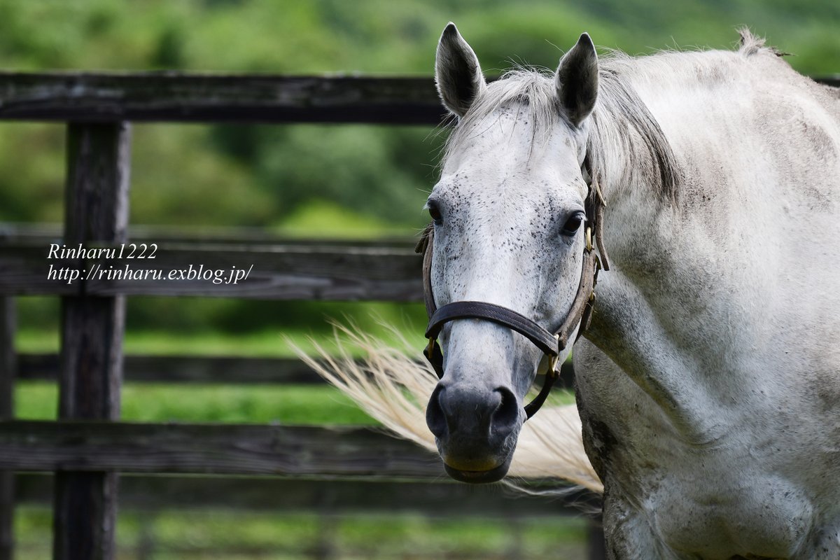 りんはる tweet media