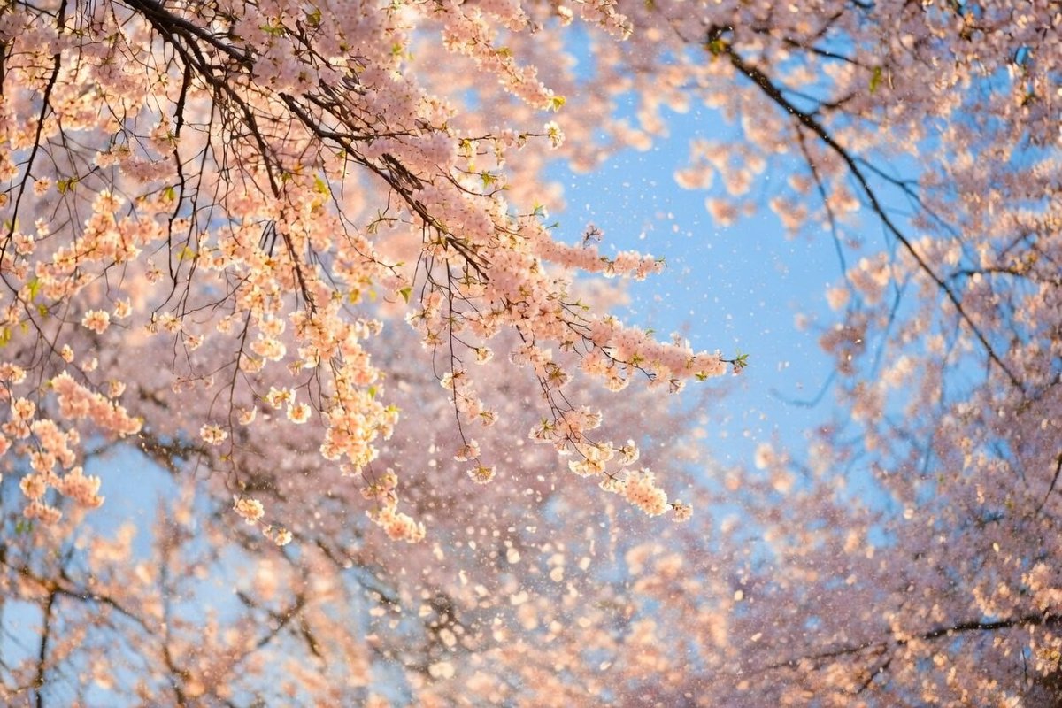 あみ♡生きやすさを育むおうち英語を応援 tweet media