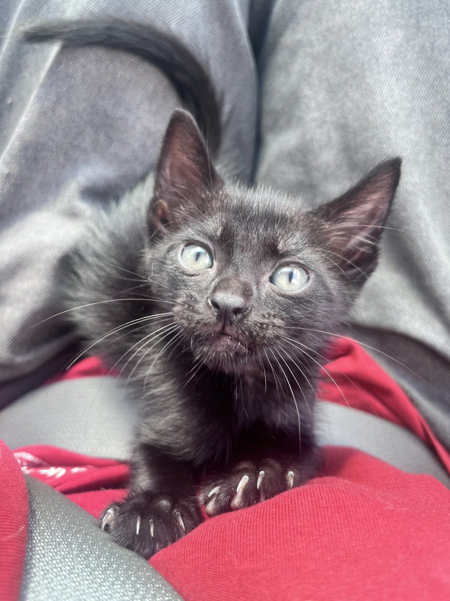 Bienvenido mi negrito hermoso 🖤