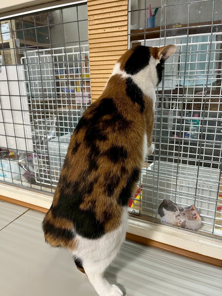 ミヤネコ(宇都宮大学保護猫サークル) tweet media