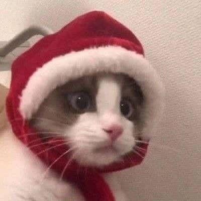 Punch Cat (@punchingcat) on Twitter photo 